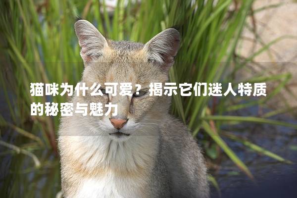 猫咪为什么可爱？揭示它们迷人特质的秘密与魅力