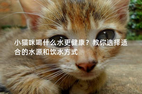 小猫咪喝什么水更健康？教你选择适合的水源和饮水方式