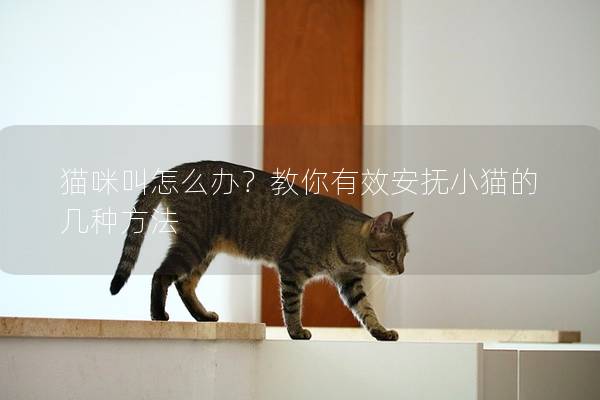 猫咪叫怎么办？教你有效安抚小猫的几种方法