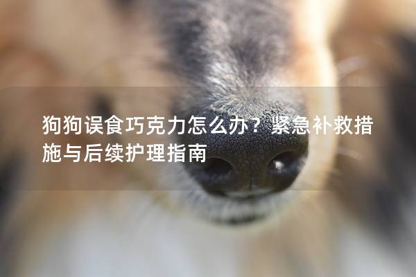 狗狗误食巧克力怎么办？紧急补救措施与后续护理指南