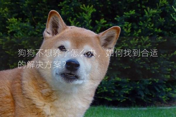 狗狗不想养了怎么办，如何找到合适的解决方案？