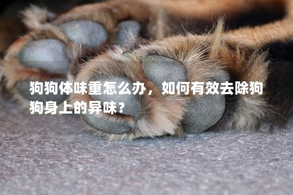 狗狗体味重怎么办，如何有效去除狗狗身上的异味？