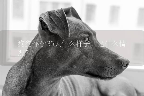 狗狗怀孕35天什么样子，是什么情况？