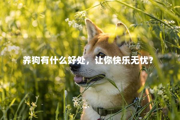养狗有什么好处，让你快乐无忧？