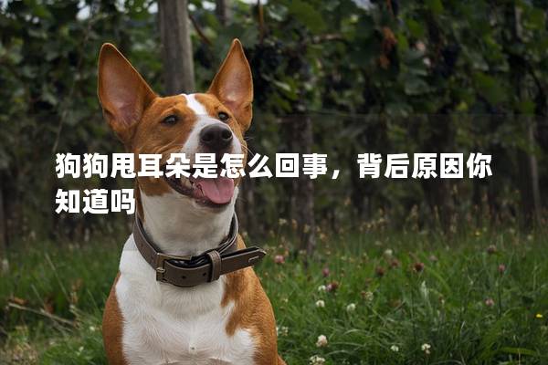 狗狗甩耳朵是怎么回事，背后原因你知道吗