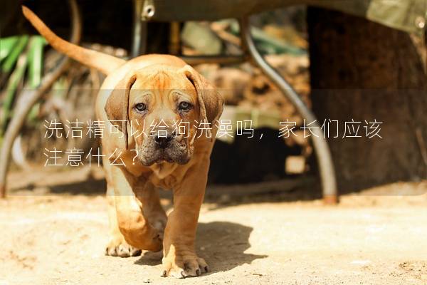 洗洁精可以给狗洗澡吗，家长们应该注意什么？