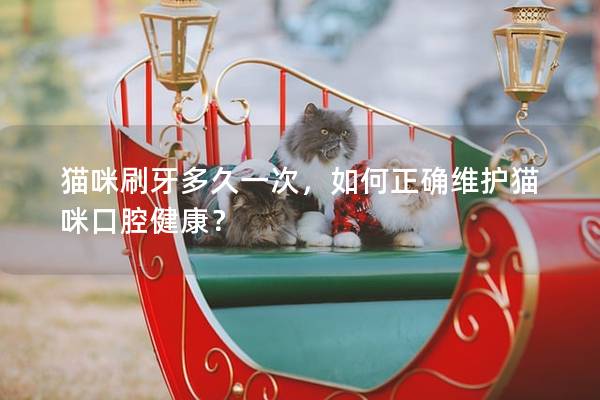 猫咪刷牙多久一次，如何正确维护猫咪口腔健康？