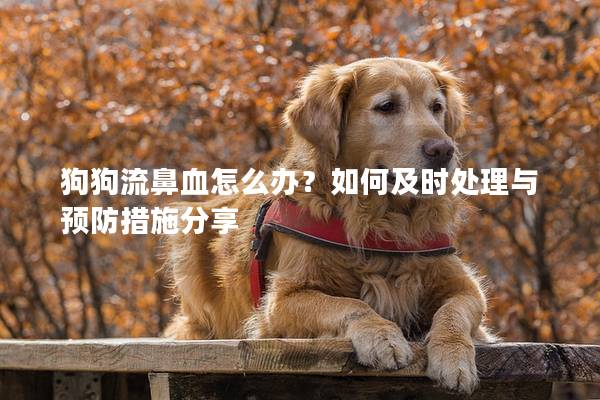 狗狗流鼻血怎么办？如何及时处理与预防措施分享