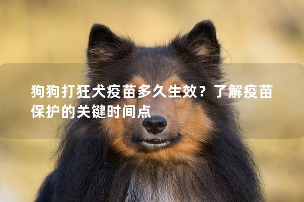 狗狗打狂犬疫苗多久生效？了解疫苗保护的关键时间点