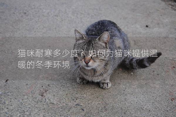 猫咪耐寒多少度？如何为猫咪提供温暖的冬季环境