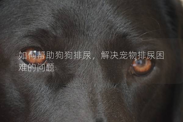 如何帮助狗狗排尿，解决宠物排尿困难的问题