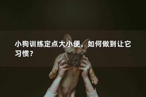 小狗训练定点大小便，如何做到让它习惯？