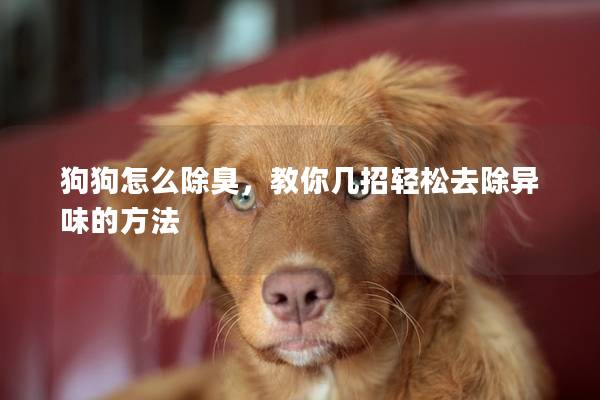 狗狗怎么除臭，教你几招轻松去除异味的方法