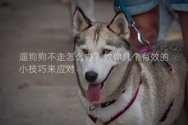 遛狗狗不走怎么办？教你几个有效的小技巧来应对