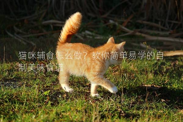 猫咪辅食怎么做？教你简单易学的自制美味食谱