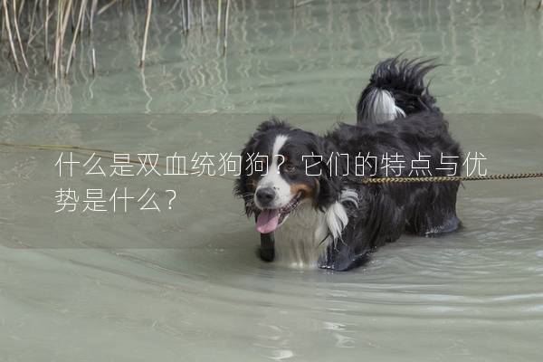 什么是双血统狗狗？它们的特点与优势是什么？