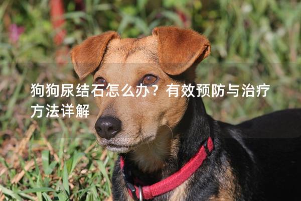 狗狗尿结石怎么办？有效预防与治疗方法详解