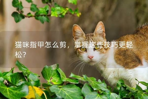 猫咪指甲怎么剪，掌握这些技巧更轻松？