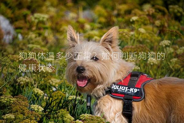 狗狗体温多少正常？如何判断狗狗的健康状态