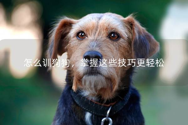 怎么训狗狗，掌握这些技巧更轻松