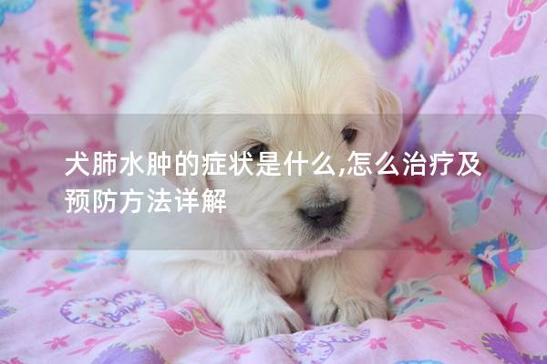 犬肺水肿的症状是什么,怎么治疗及预防方法详解