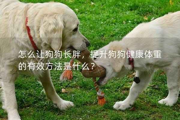 怎么让狗狗长胖，提升狗狗健康体重的有效方法是什么？