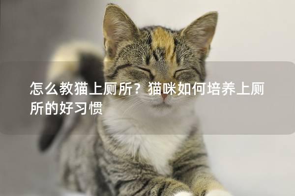 怎么教猫上厕所？猫咪如何培养上厕所的好习惯