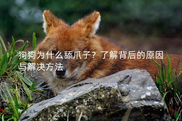 狗狗为什么舔爪子？了解背后的原因与解决方法