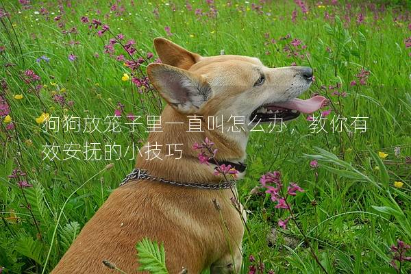狗狗放笼子里一直叫怎么办，教你有效安抚的小技巧