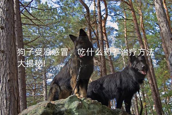 狗子受凉感冒，吃什么药？治疗方法大揭秘!