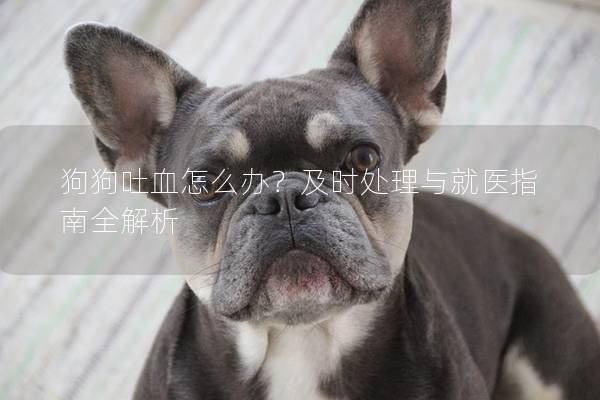 狗狗吐血怎么办？及时处理与就医指南全解析