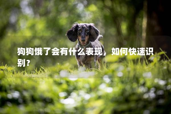 狗狗饿了会有什么表现，如何快速识别？