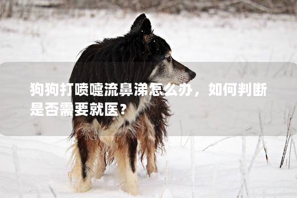 狗狗打喷嚏流鼻涕怎么办，如何判断是否需要就医？