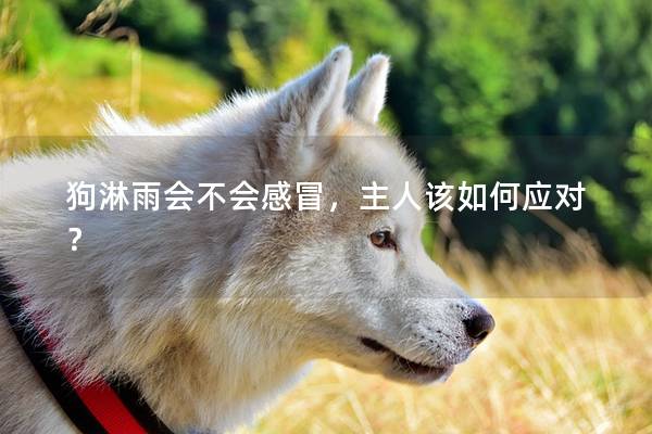 狗淋雨会不会感冒，主人该如何应对？