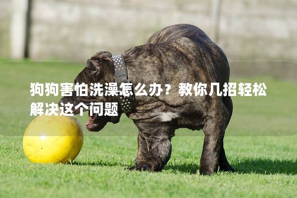 狗狗害怕洗澡怎么办？教你几招轻松解决这个问题