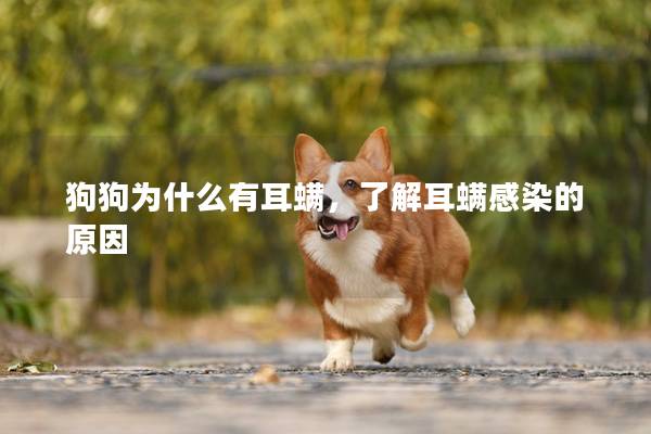 狗狗为什么有耳螨，了解耳螨感染的原因