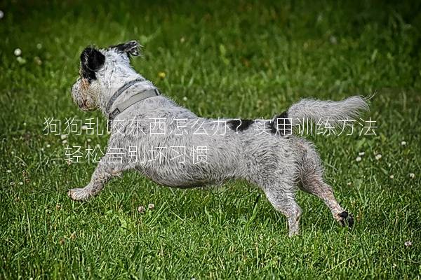 狗狗乱咬东西怎么办？实用训练方法，轻松告别坏习惯