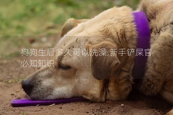 狗狗生后多久可以洗澡,新手铲屎官必知知识