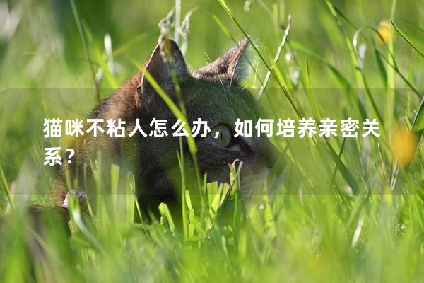 猫咪不粘人怎么办，如何培养亲密关系？