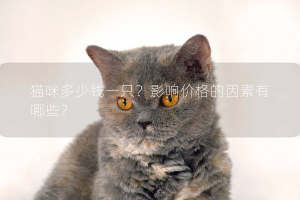 猫咪多少钱一只？影响价格的因素有哪些？