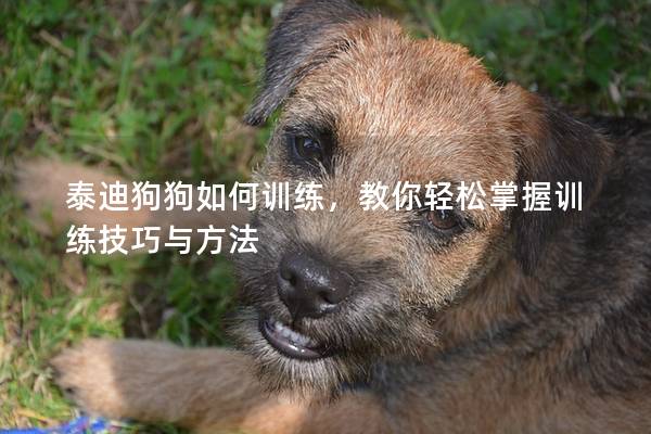 泰迪狗狗如何训练，教你轻松掌握训练技巧与方法