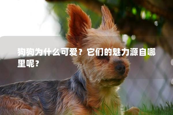 狗狗为什么可爱？它们的魅力源自哪里呢？