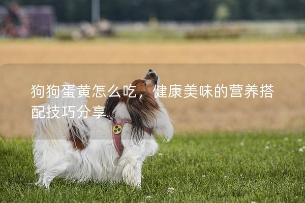 狗狗蛋黄怎么吃，健康美味的营养搭配技巧分享