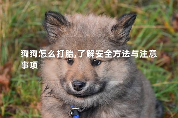 狗狗怎么打胎,了解安全方法与注意事项