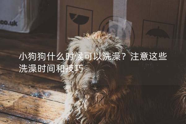 小狗狗什么时候可以洗澡？注意这些洗澡时间和技巧