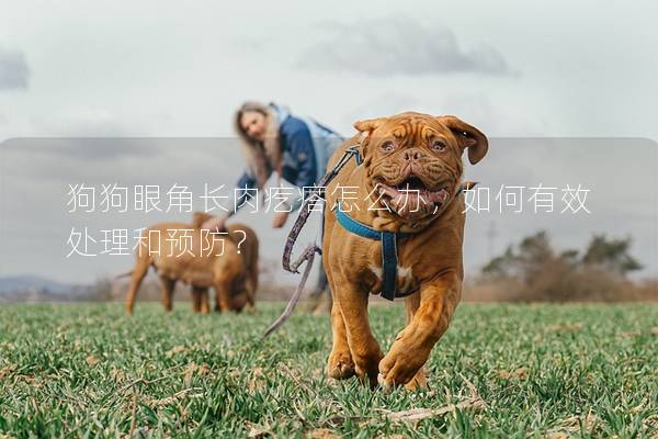 狗狗眼角长肉疙瘩怎么办，如何有效处理和预防？