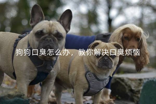 狗狗口臭怎么办，教你解决口臭烦恼