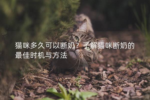 猫咪多久可以断奶？了解猫咪断奶的最佳时机与方法