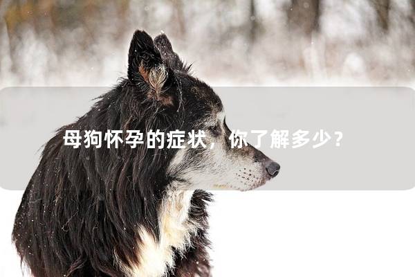 母狗怀孕的症状，你了解多少？
