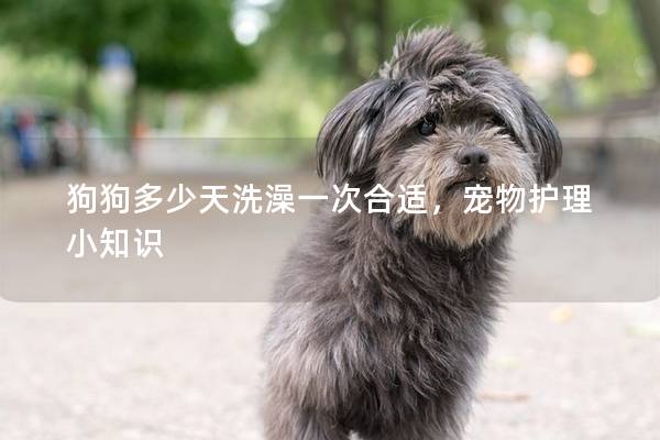 狗狗多少天洗澡一次合适，宠物护理小知识